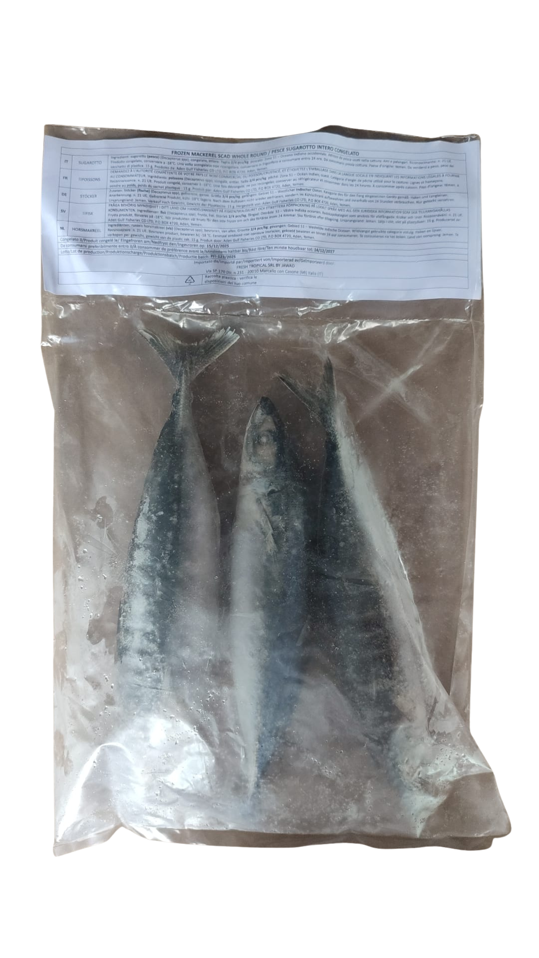 Aden Gulf Fisheries | Indijska skuša cijela okrugla (3 velika komada po pakiranju)